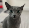 Cat visits