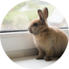 Rabbit Pet sitting